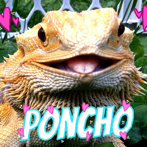 yeahponcho: poncho found a boyfriend and wanted to eat him within One minute, we stan a legend  