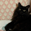 voidecat