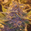 growmafia