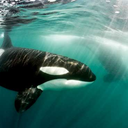 theincredibleorca:   	Orcas by Chiara Giulia Bertulli    	Via Flickr: 	Faxafloi bay, Iceland (December 2009)    Check out that dorsal fin! :o 
