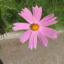 carit096