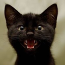 kittycatdeathtrap avatar