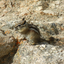 chipmunk