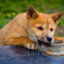 most-dangerous-dingo