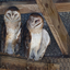nighthowlsandbarnowls