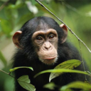 primateblog-blog-blog avatar