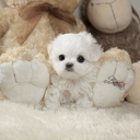 Chloe - Female Micro Teacup Maltese | Teacup