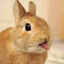 chaotic--bunnies-blog