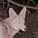 coyote-sings avatar