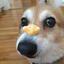 geminipotato