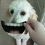 queenpoodlecorn