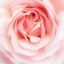 miapoppyxxx-blog