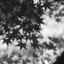 walking-throughtheshadows