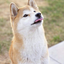 just-a-depressed-shibe