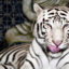 silvertigre