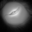 illusiorian