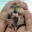 babychipmunk-blog