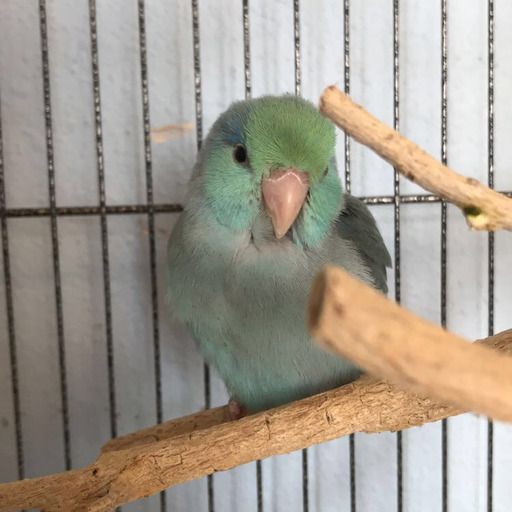 theelrueben: otto-birb:  time to take a bath and YELL the whole time ovo  This makes my day😇😇😇😇 
