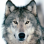 wolfheart44