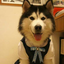 dumb-puppy-boy