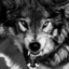 thebalticwolf