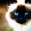 lavender-the-cat-blog