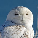The-Hungry-Owl
