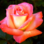 lovelyroseonthehillside
