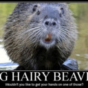 Hairy Beaver Tumblr