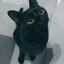 aleectux