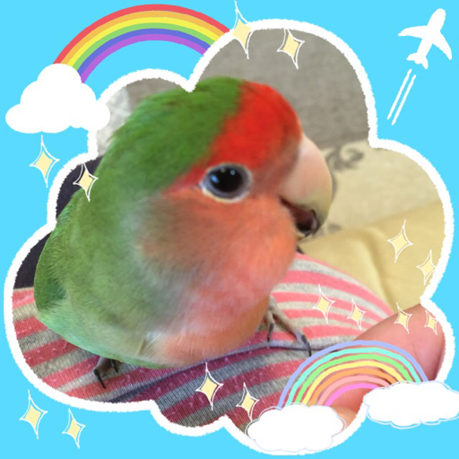 keromipiko:  なんか用？#コザクラインコ #インコ #baby #sweet #cute #今日のインコ 