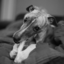 awhippetnamedenzo