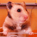 hamstershamsters avatar