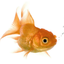 zgoldfish1