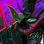 ravensuit