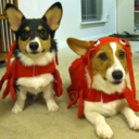 The Internet Has Gone Corgi Crazy