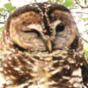 daily-owls:   long-eared owl not too happy