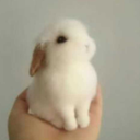 needy-baby-bunny avatar