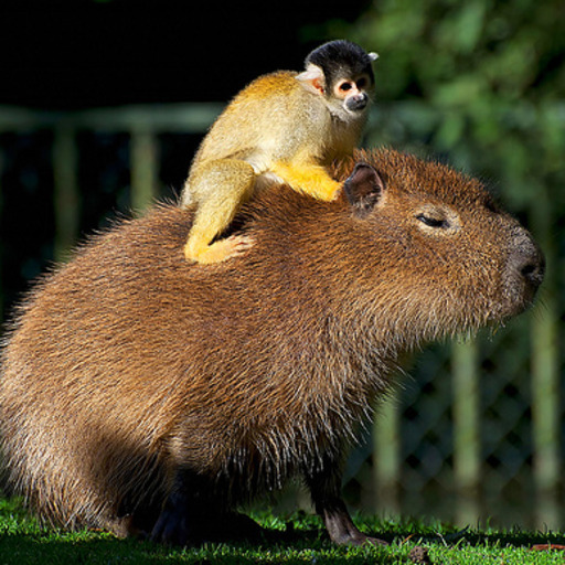 Porn photo animalssittingoncapybaras:#capybara taking