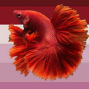 fish-against-onision avatar