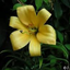 goldenlillylover