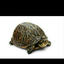 xerius65alienturtle