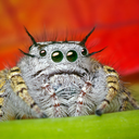 FACT: Spiders are Adorable