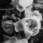 shotsdrowned-blog