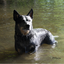 anyhound-blog