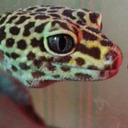 quickygecko avatar