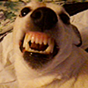 punk-hounds avatar