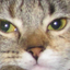 tibbarrule