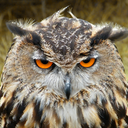 13--owlsart avatar