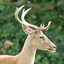 antlered-doe